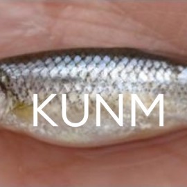 SERIES: Endangered Art of Compromise: The Rio Grande Silvery Minnow